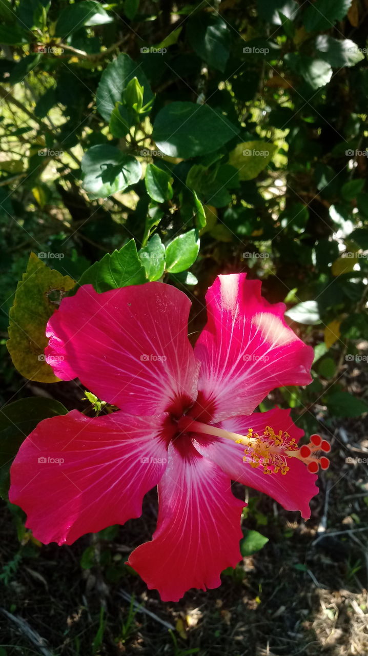 NATUR ENVIRONMENTAL GARTEN FLOWER BLUMEN BOTANIK HIBISCUS BLUME