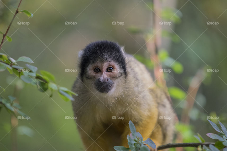 Close Up Of A Black-Capped Squirrel Monkey