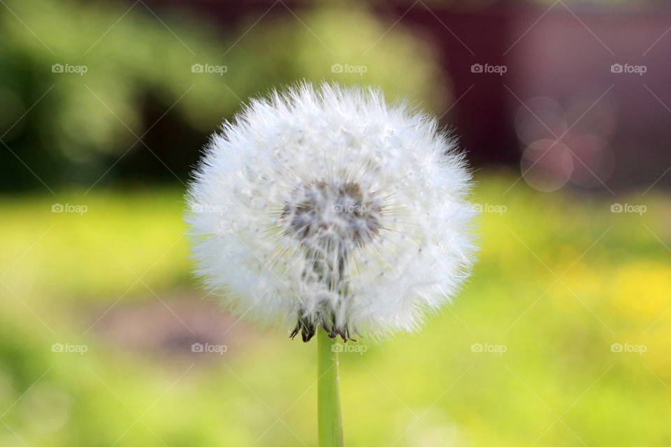 Dandelion, flower, vegetation, plants, meadow, meadow, village, sun, summer, heat, nature, landscape, still life, yellow, white, beautiful, furry,