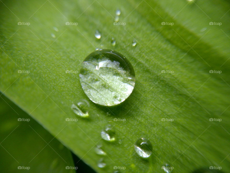 Raindrops on a green leaf. Raindrops on a green leaf. Macro