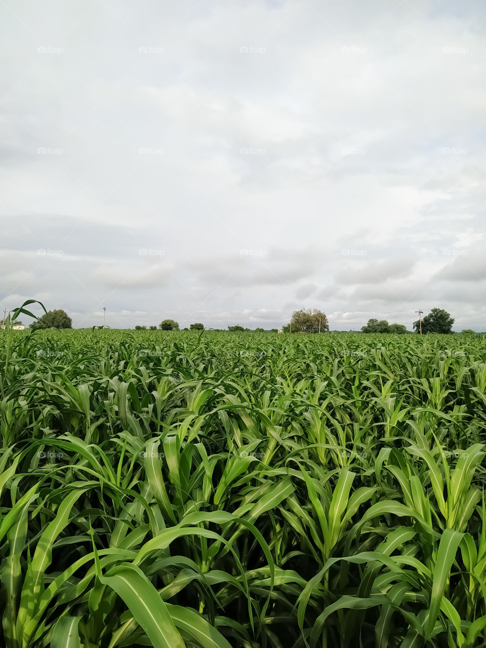 Millet plants field in the summer with white clouds