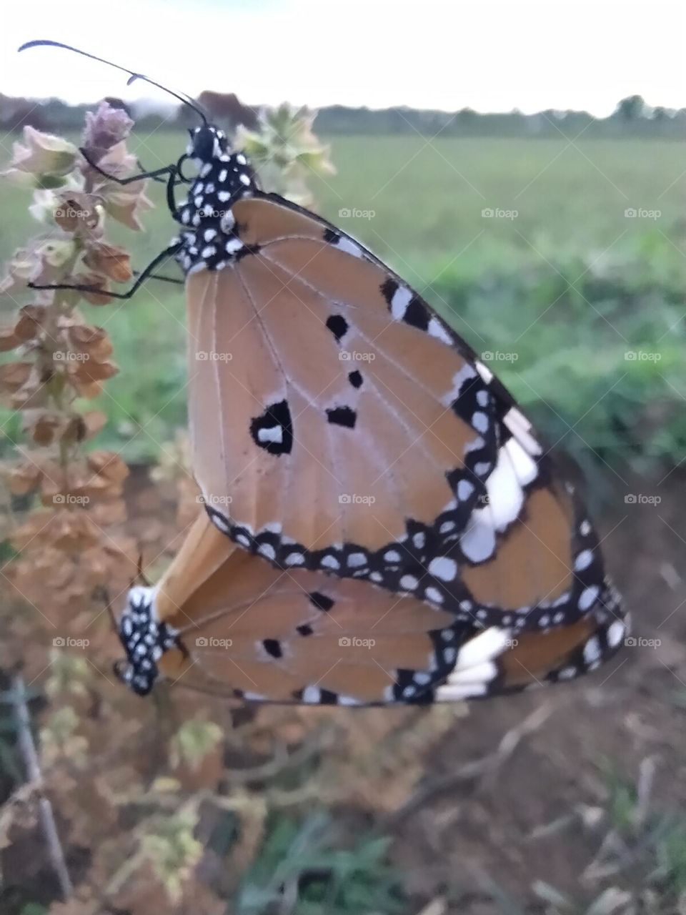 two buterfly || do titaliya