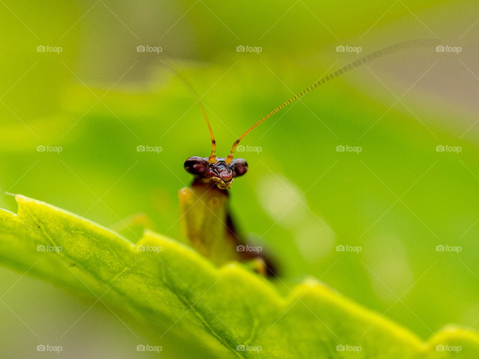 Cute Protrait of Praying Mantis