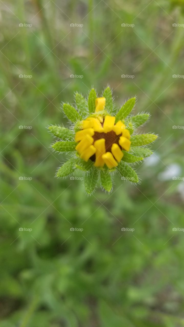 flower