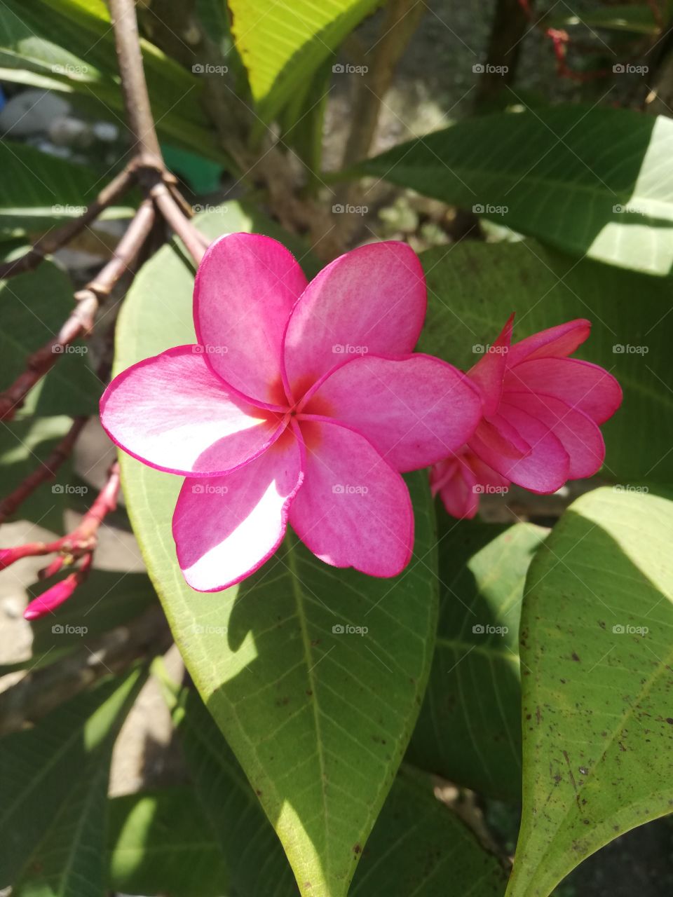 Bright pink tropical flower, Frangipani, beautiful flowers, Frangipani branch
