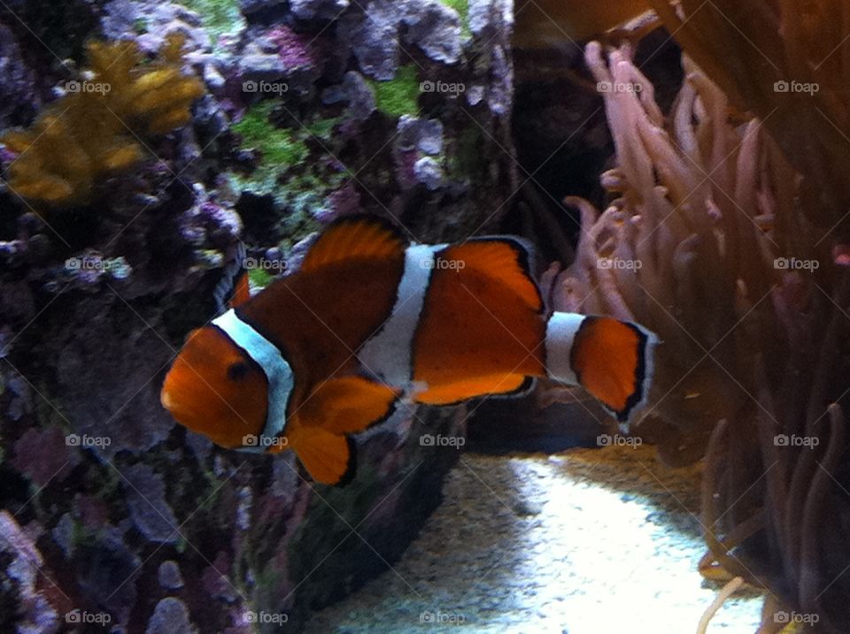 I found Nemo!
