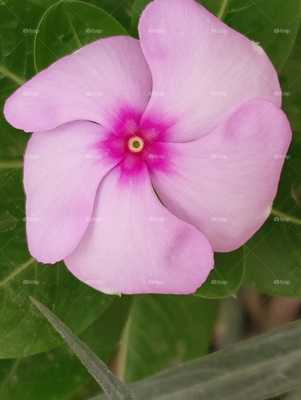 periwinkle pink flower seasonal fresh shurb looks very beautiful generally found everywhere