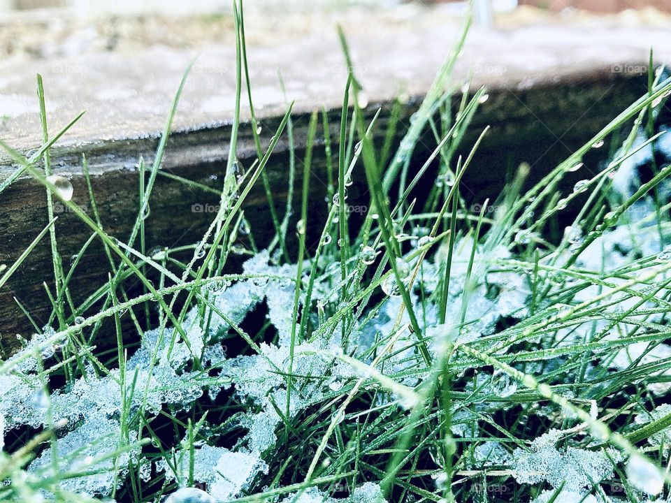 Snow drop grass