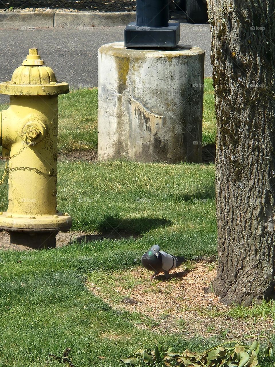 pigeon searching ground for food in Urban parking lot setting near fire hydrant