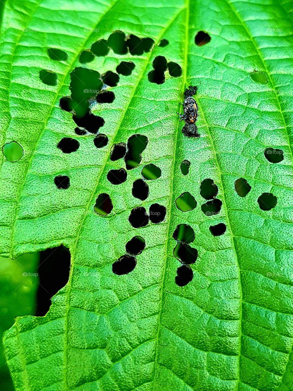 leaf eaten by insect