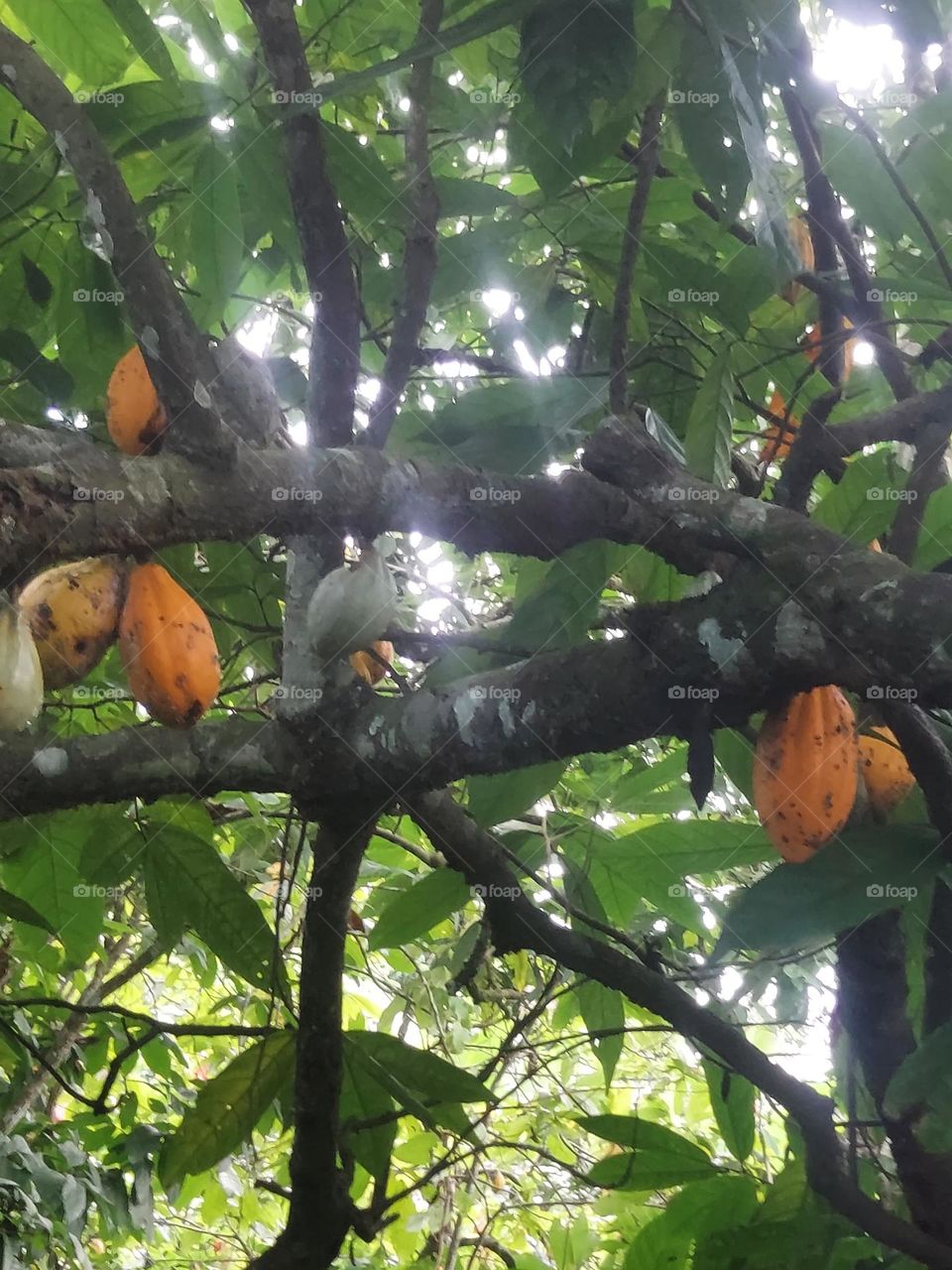 cocoa tree