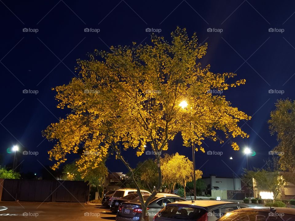 light through the leaves