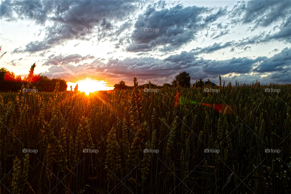 Sunny landscape