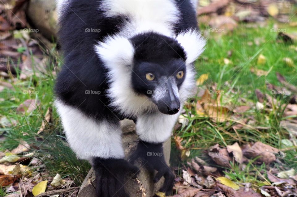 Lemur 