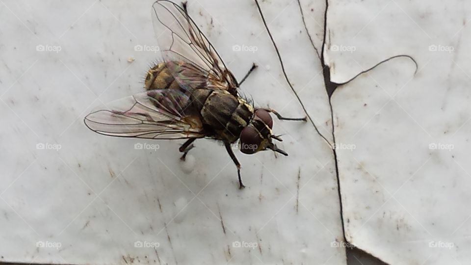 Common house fly