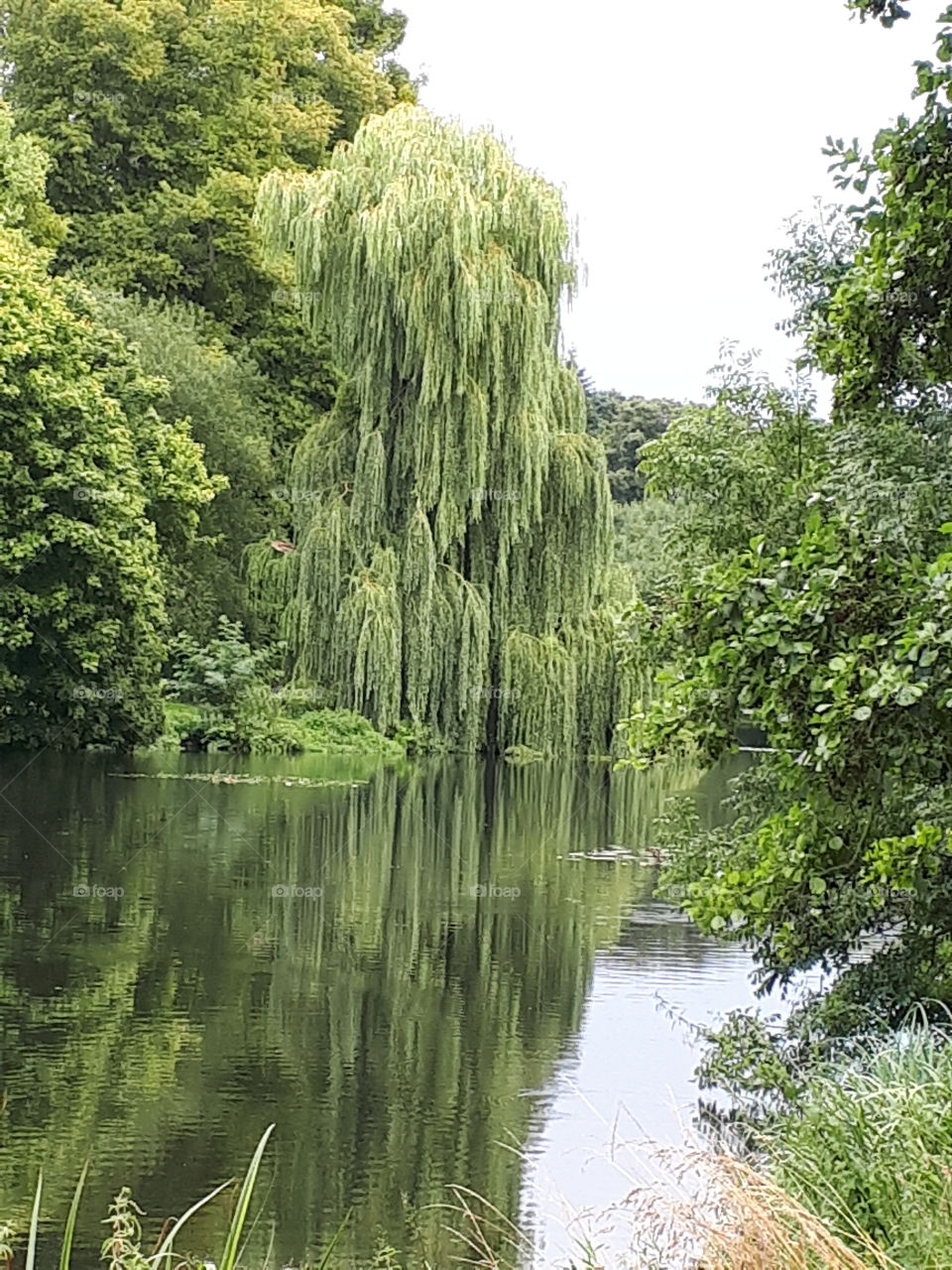 Peaceful Reflections