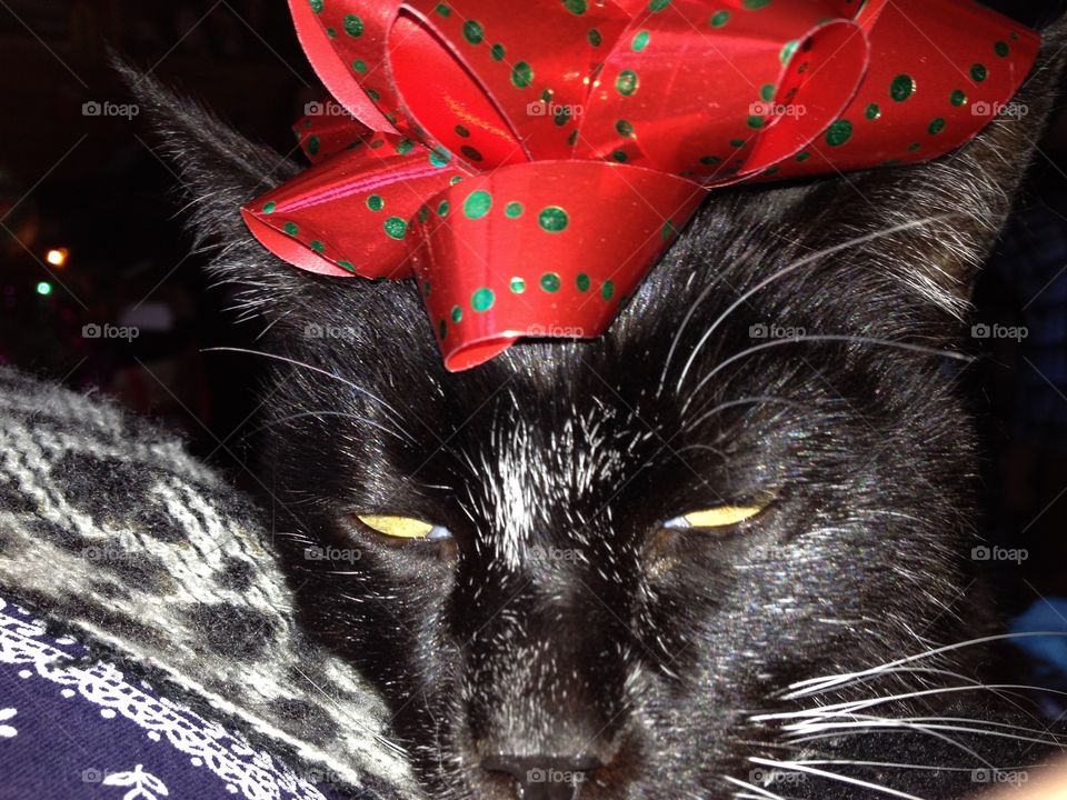 Closeup of black & white cats head. This cat  sleeps with his eyes open so looks kind of creepy but the old guy looked quite smart with the red and gold bow on the top of his head. 