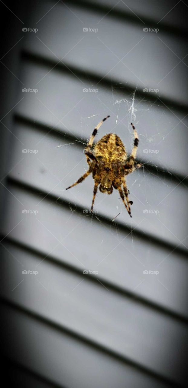 spider