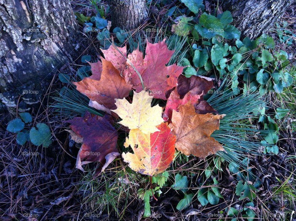 Fallen leaves and fresh pine under tree