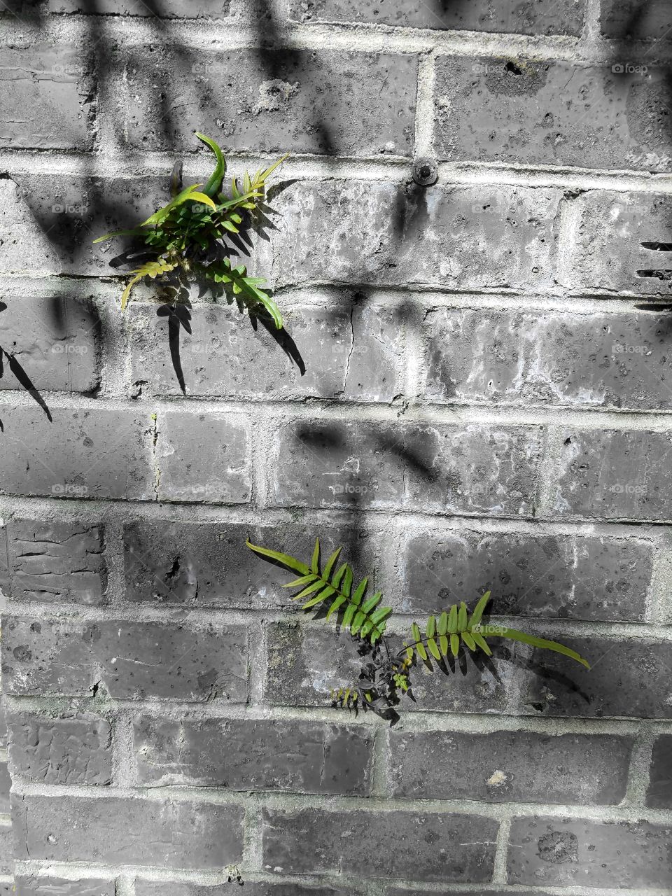 wall weeds