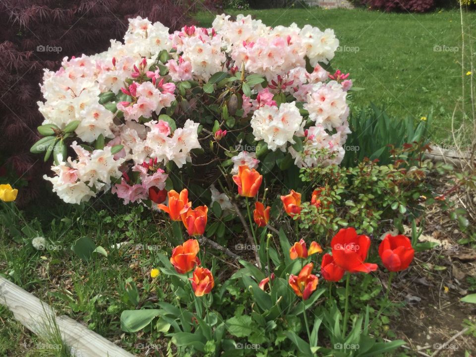 Pink azaleas and Red Tulips in the garden 