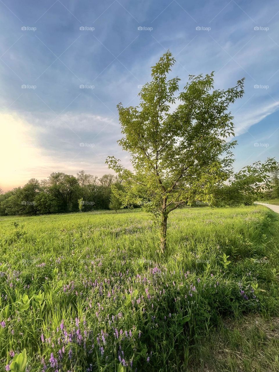 Countryside meadow