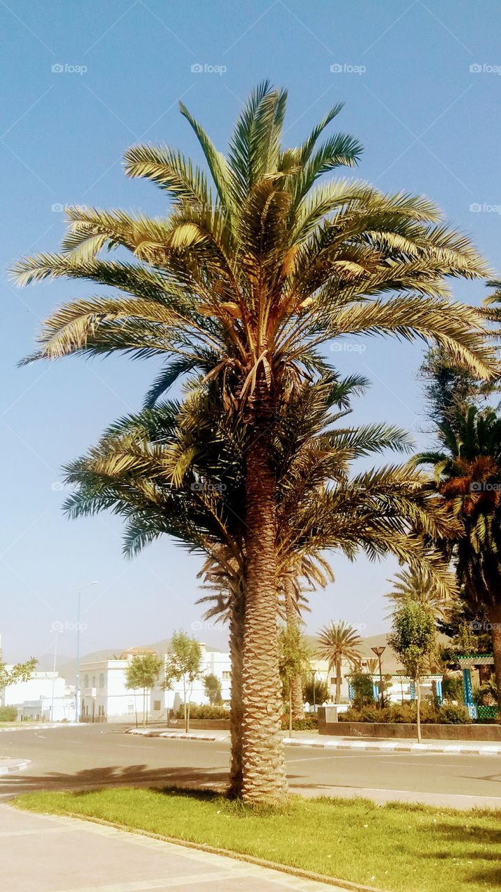 A palm_tree in the centre of IFNI ,Morocco