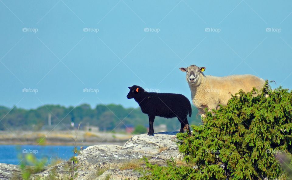 Black sheep on the rock