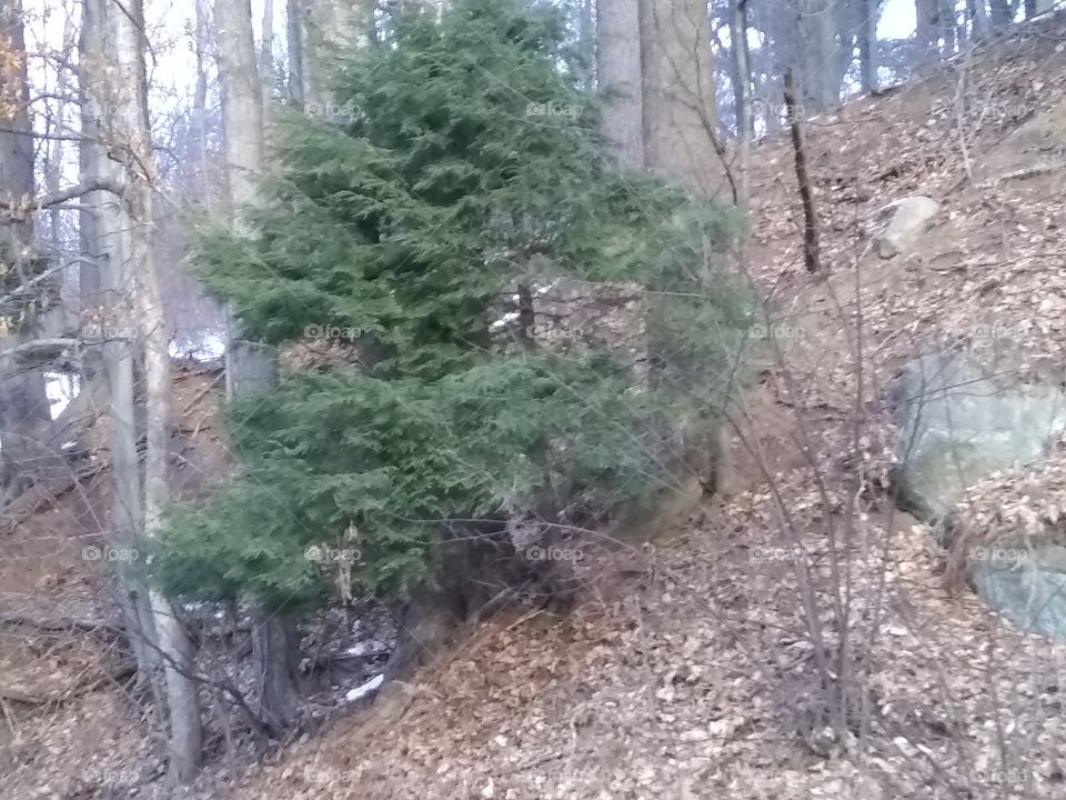 Wild Christmas tree