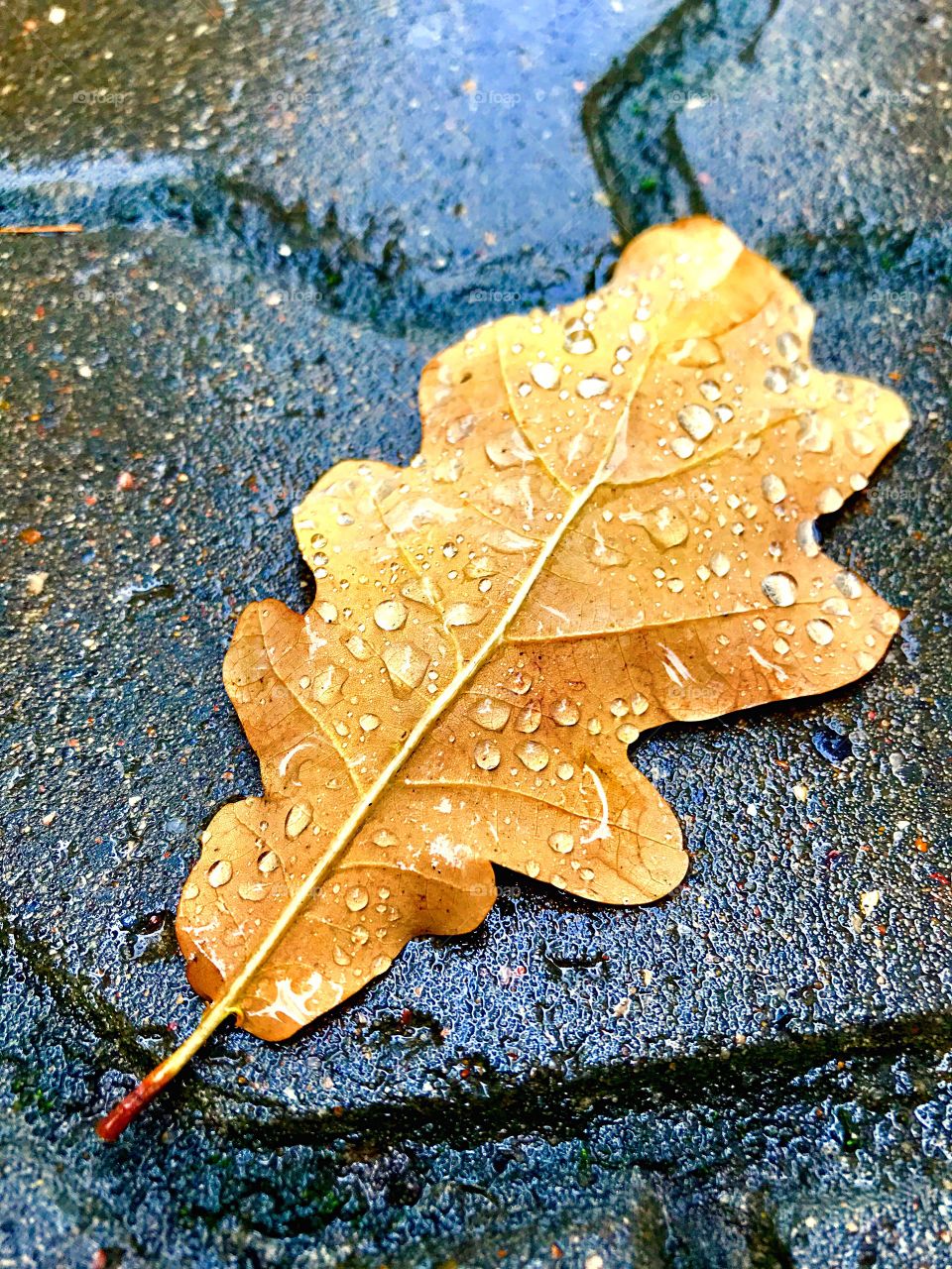 fallen oak leaf with raindrops