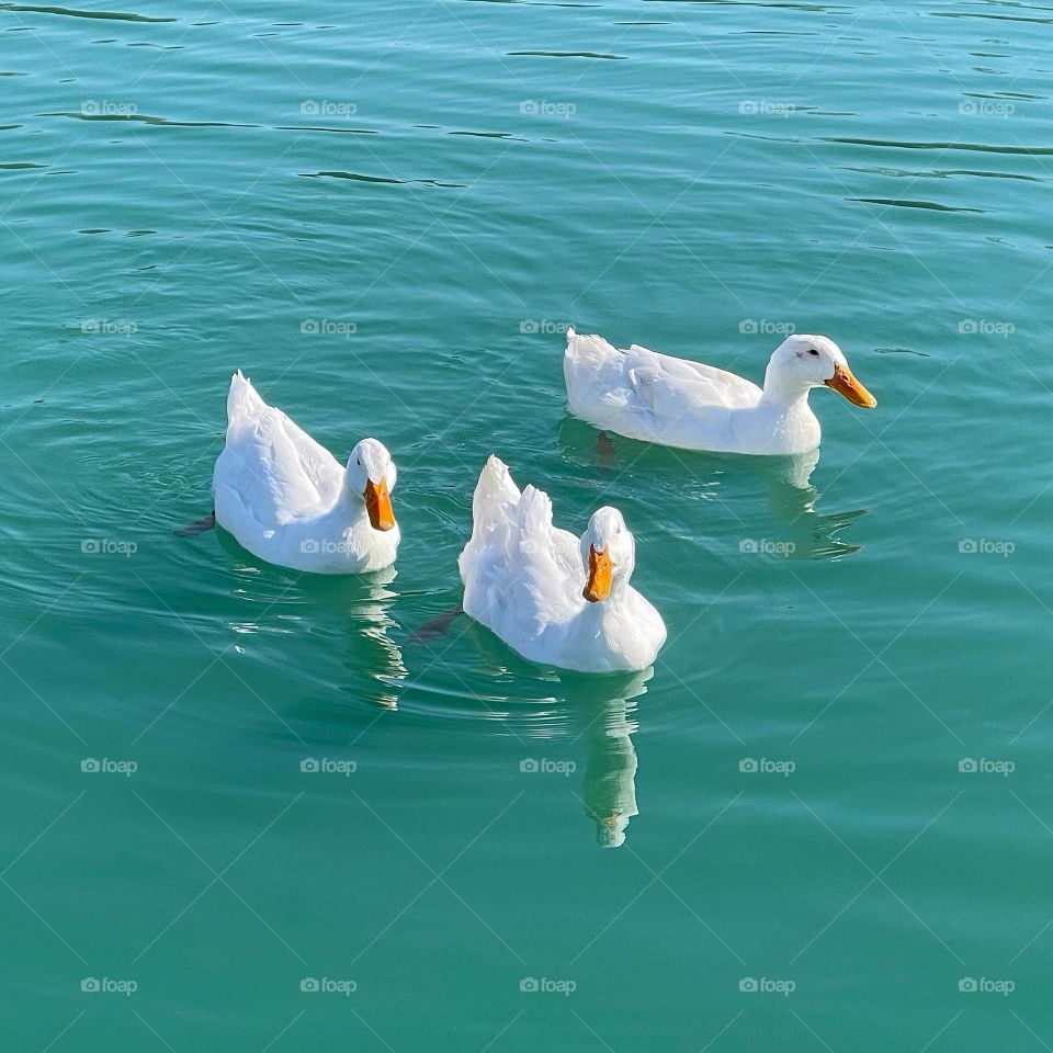 White ducks at the park