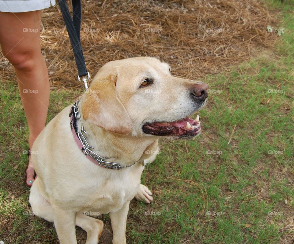 Dog in the park