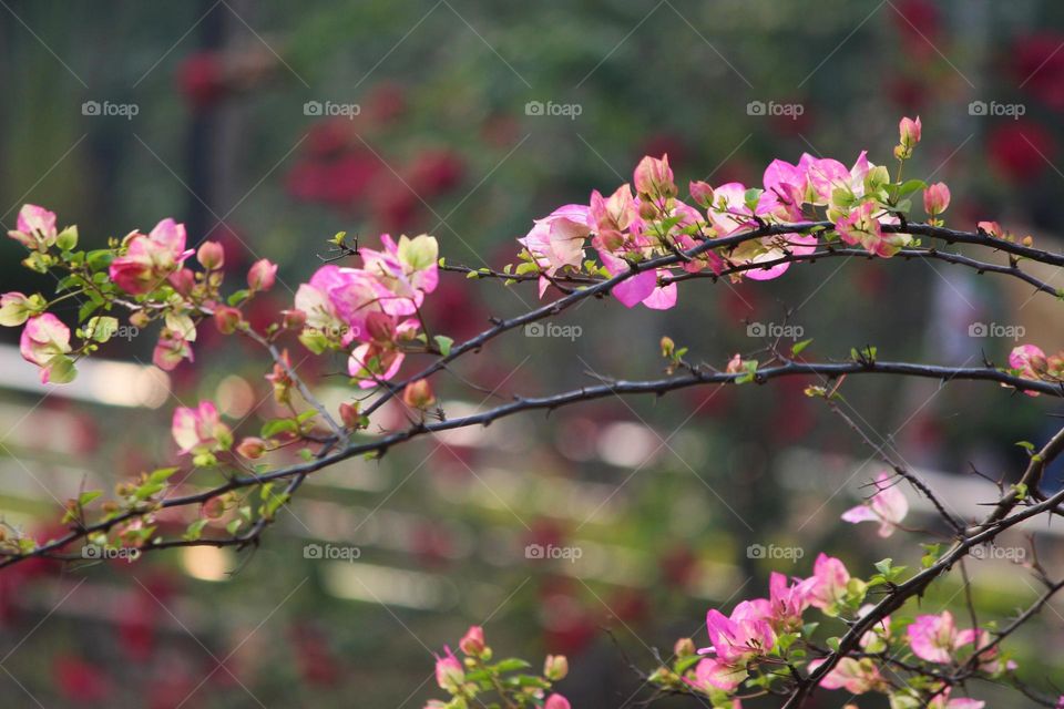 Pink flowers