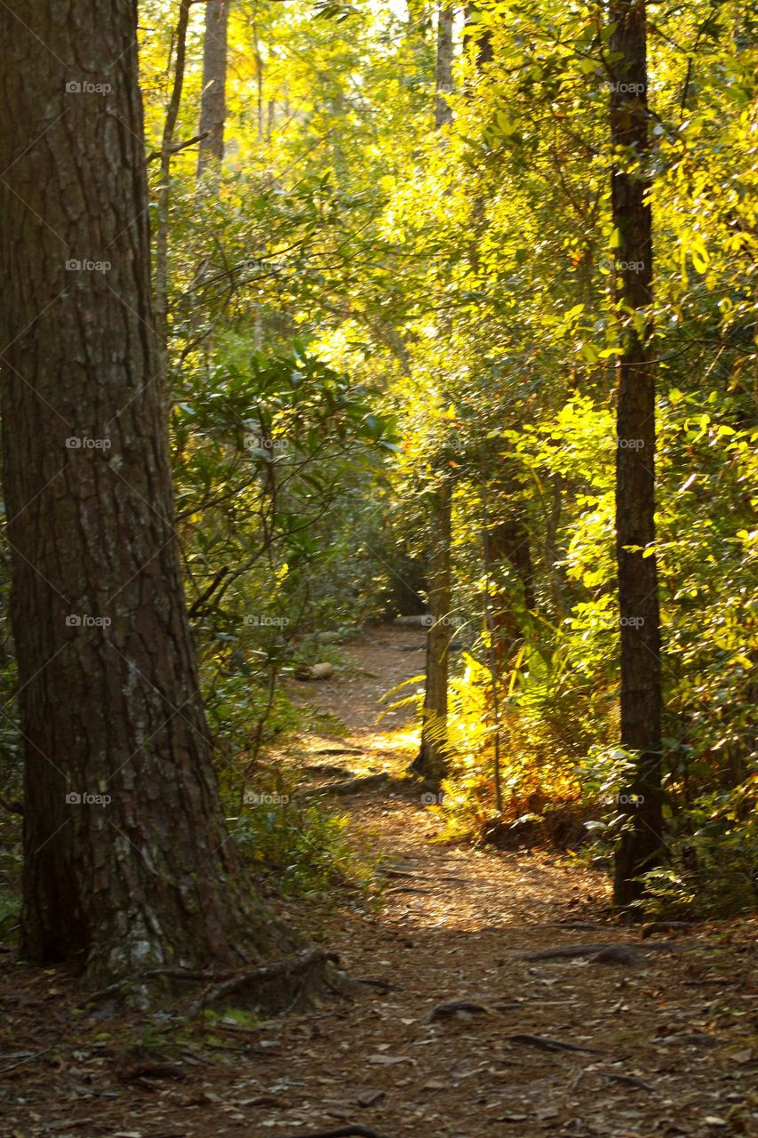 Nature path 