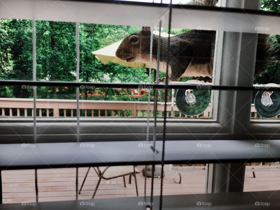 Squirrel on bird feeder looking through window.