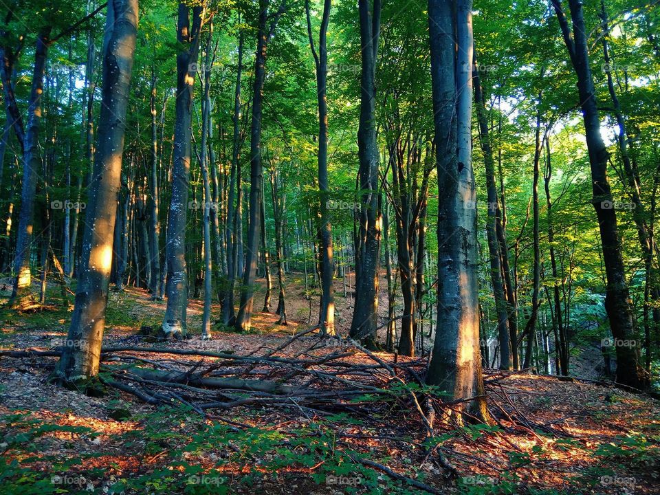 beech forest