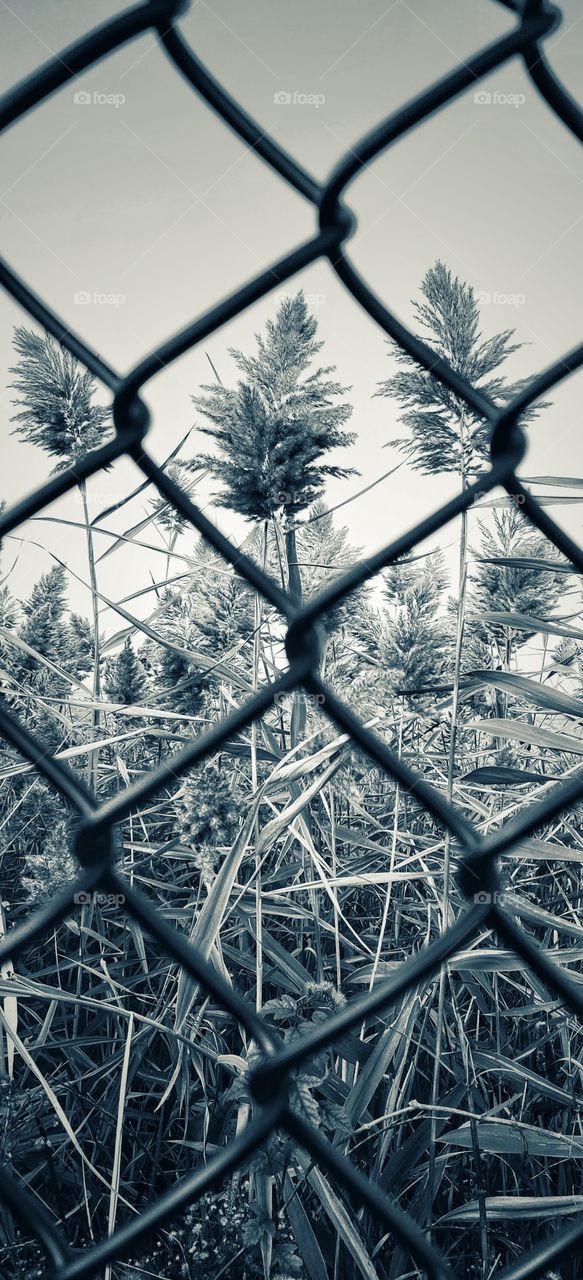 view through the fence to the field of cereals