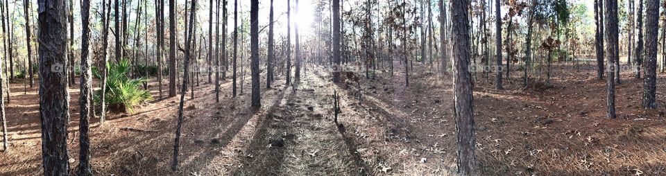 The Woods in My Backyard 