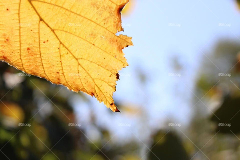 Autumn vibes 🤎🍁💛