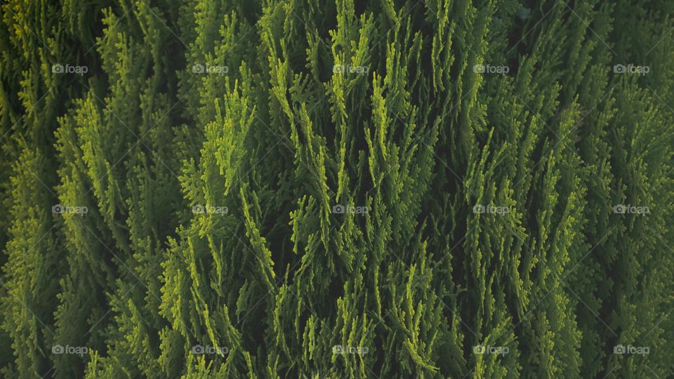 pine leaves highlighted by sun