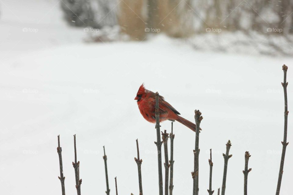 View of a bird perching on branch