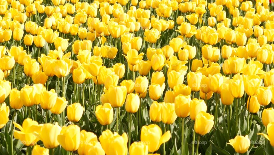 Yellow tulips . Tulips