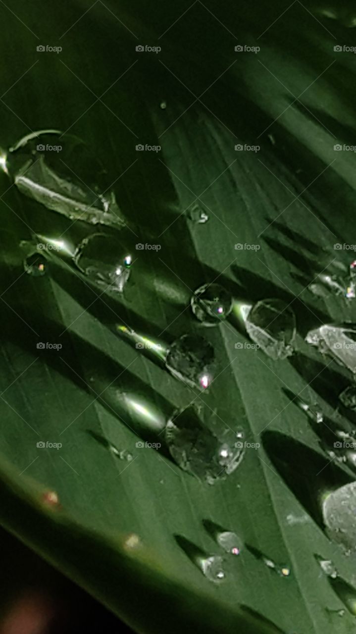 Silver liquid sunshine on leaf on a rainy morning.