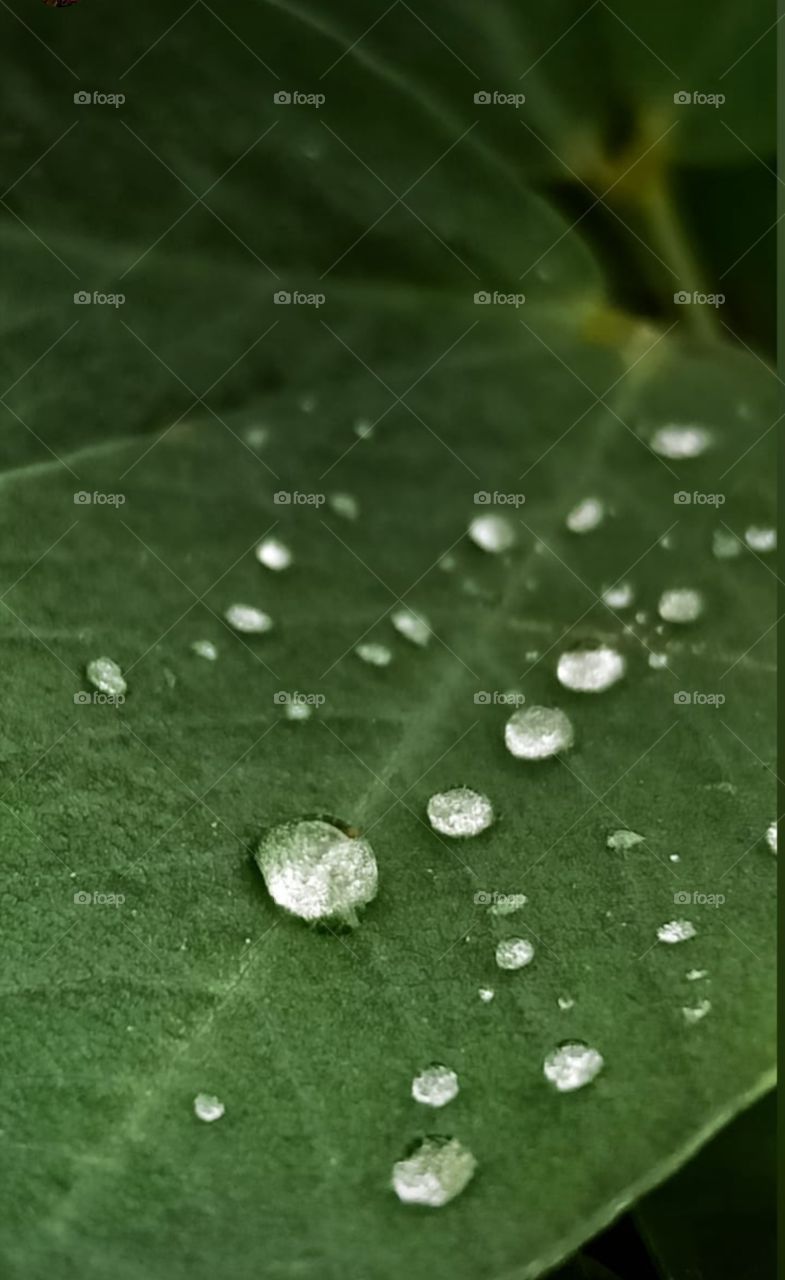 raindrops on green leaf