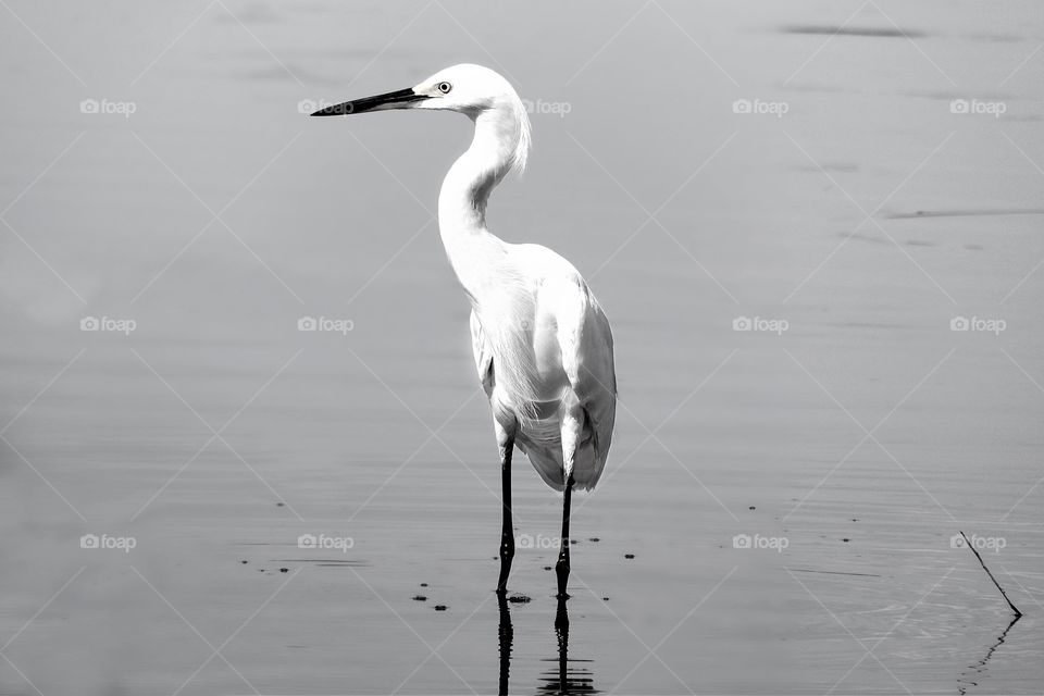 Great White Egret pausing in the wetlands.