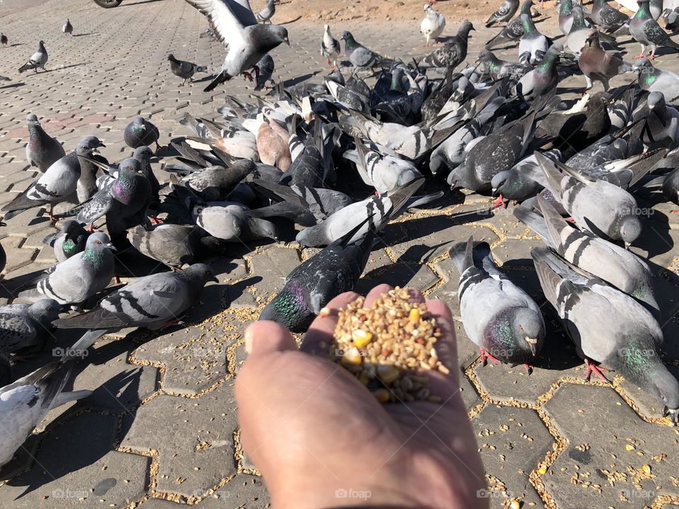 My hand feeds a flock of pigeons 