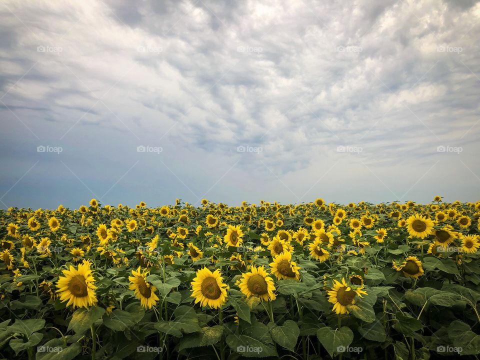 Sunflowers and clouds