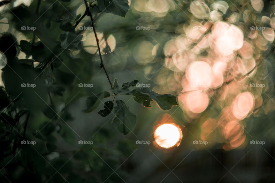 Apple tree branch at sunset