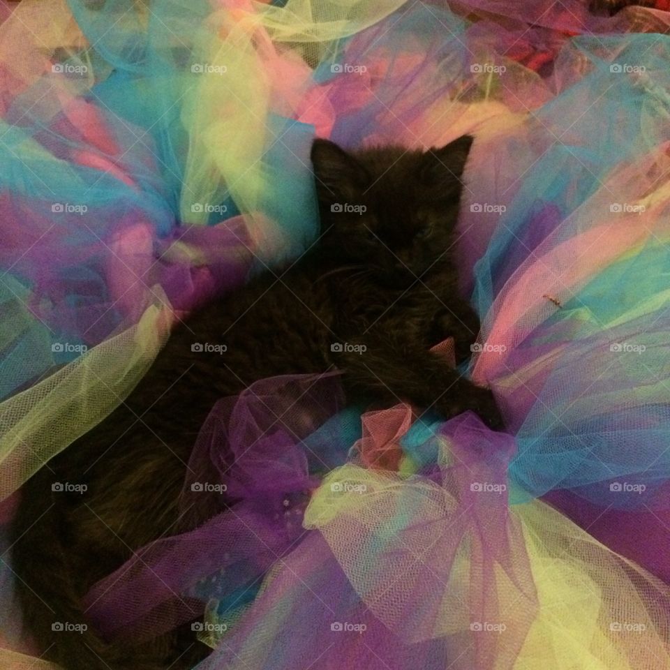 Cat laying in a tutu