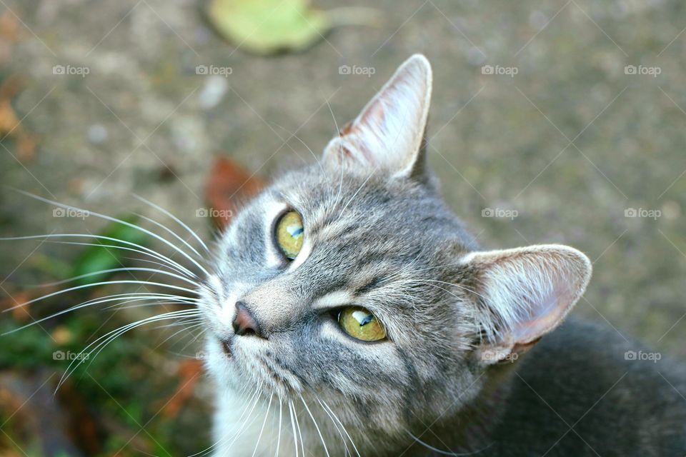 Portrait of a tabby cat